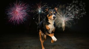 A dog running scared and traumatized by fireworks during celebrations