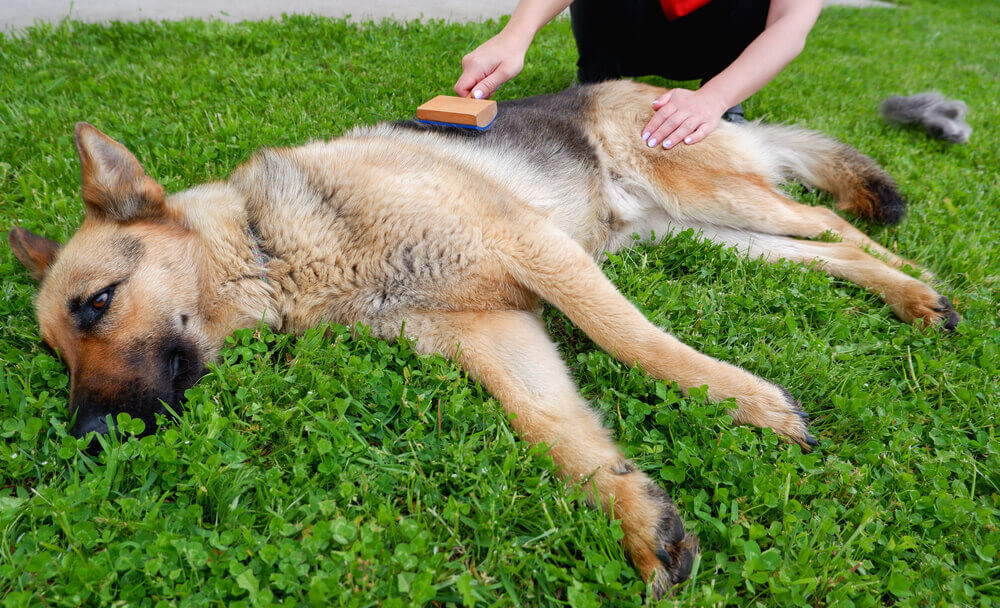 Dog grooming - Owner is combing the fur of a German shepherd on the grass outdoors