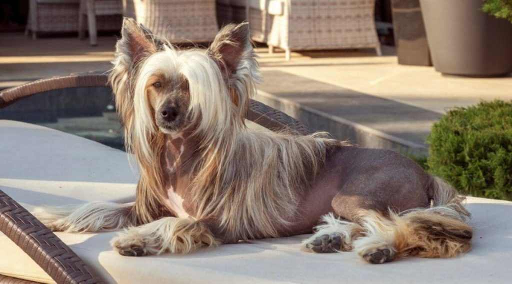 A hairless Chinese Crested Dog Sitting on the couch in the back garden in the shade getting protection from the sun