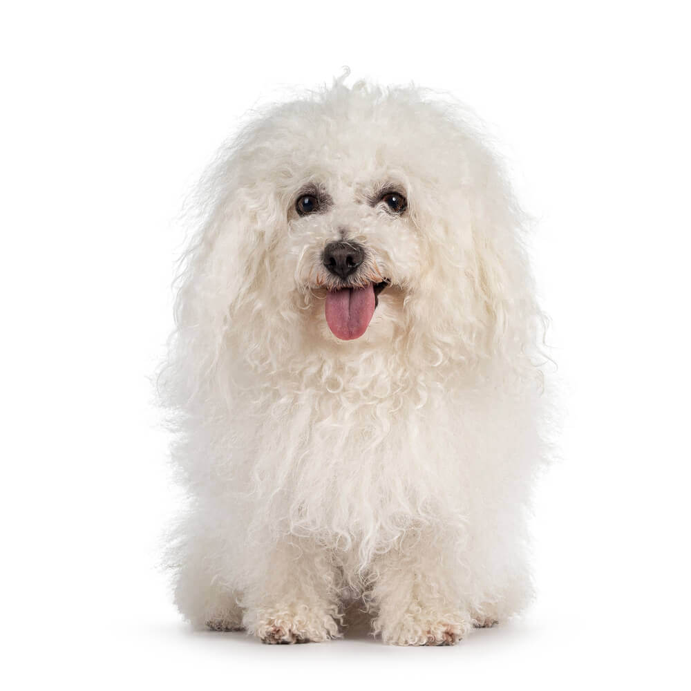 A happy go lucky white hypoallergenic Bolognese breed
