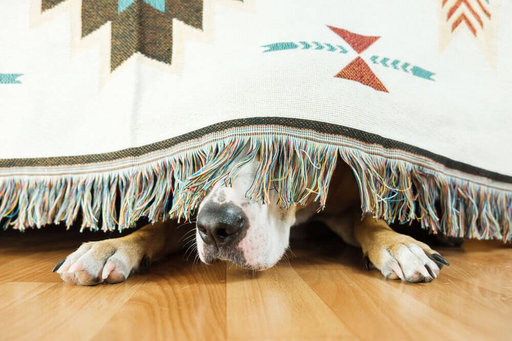A dog is hiding under the sofa and afraid to come out. The concept of dog's anxiety about thunderstorm, fireworks and loud noises. 