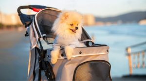 A spitz Pomeranian puppy in a dog stroller on the beach for socialization and enrichment