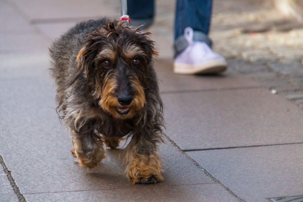 A rough coated Dachshund dog walking on a loose leash ahead of owner