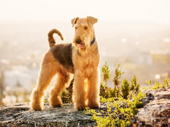 The traits of airedale terriers