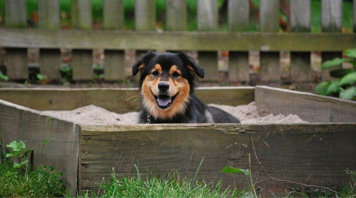 An Australian shepherd dog digging in a sandbox or dog pit in the yard