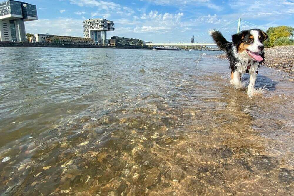 A happy giant Bernese Mountain Dog running through water