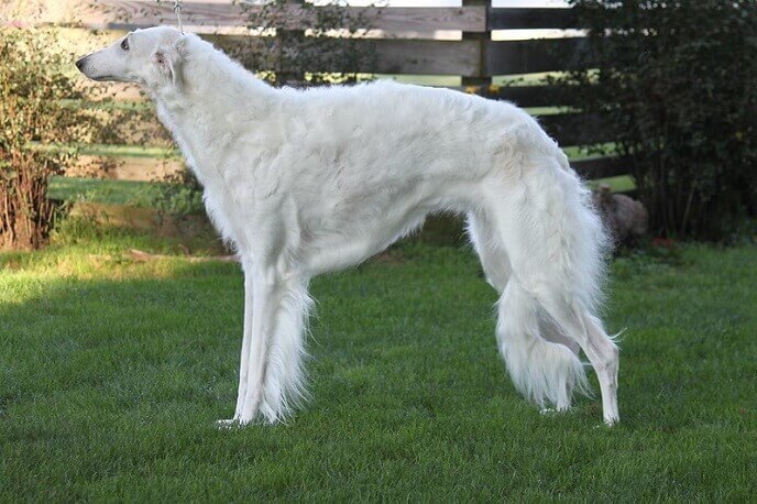 A white-haired large breed Afghan hound dog outdoors