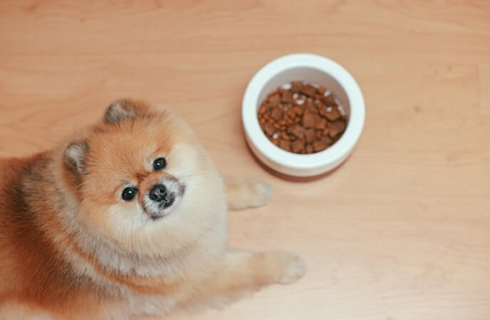 Pomeranian sitting beside a bowl of dog food