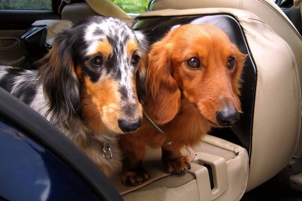 Two Dachshunds, one spotted and one deep brownish red coated, sitting in the back seat of a travelling car
