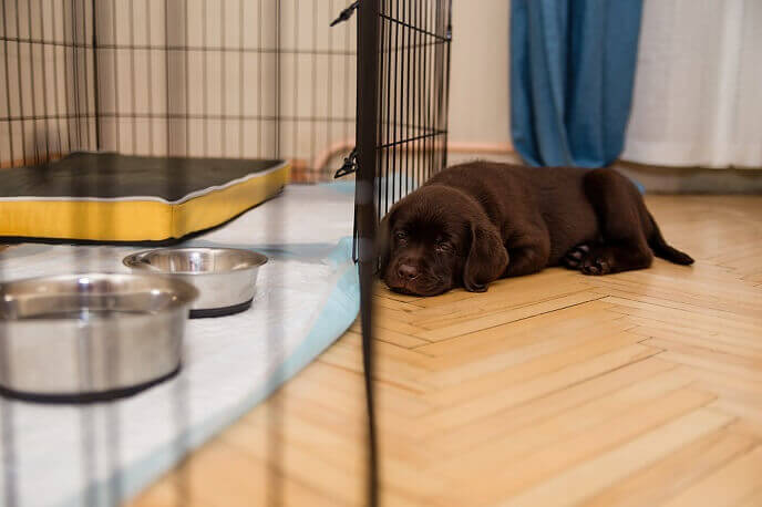 How Long Does Crate Training Regression Last?
