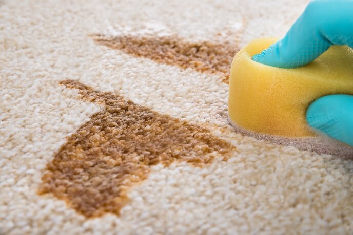 Cleaning carpet stains after housetraining accidents in the home