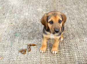 Cute puppy pooped on carpet leaving stains