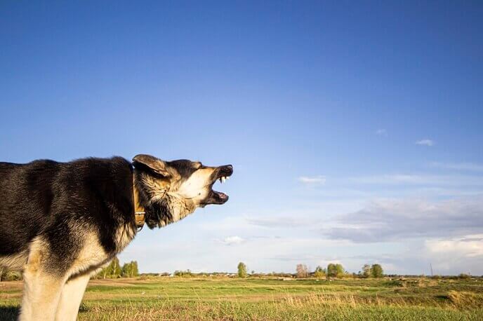 German shepherd barking behaving aggressively.