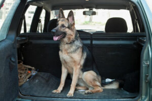 An excited, hyper German Shepherd Dog in the back of the Car