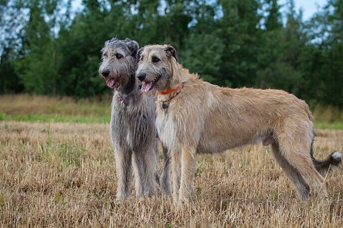 Two Irish Wolfhound Dogs in the field