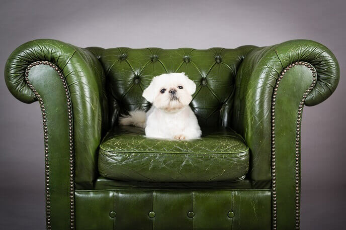 Lhasa Apso sitting alone on a green chair in the home