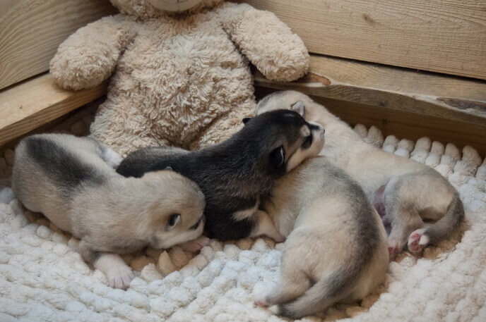 Litter of newborn husky puppies, huddled together sleeping next to a plush bear toy