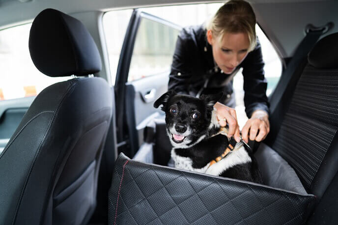 Owner securing a dog in the car with a safety belt in seat booster 