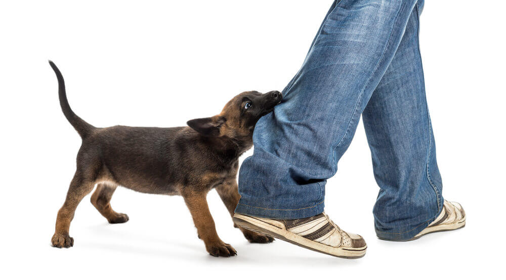 How to stop puppy from biting ankles when walking
