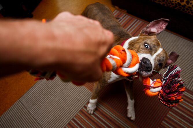 American staffordshire playing tug of war with one using a rope dog toy