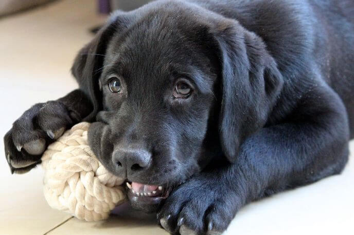 A black labrador puppy chewing on a chew toy