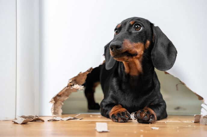 breaking and preventing dog behavioral problems