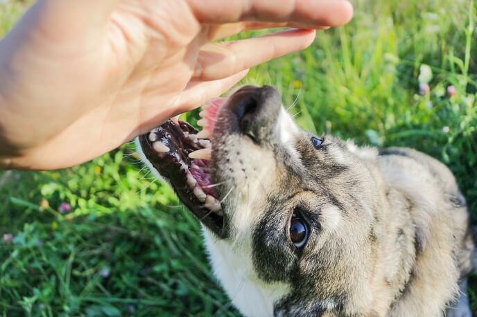 what to do if a dog bites their owner 