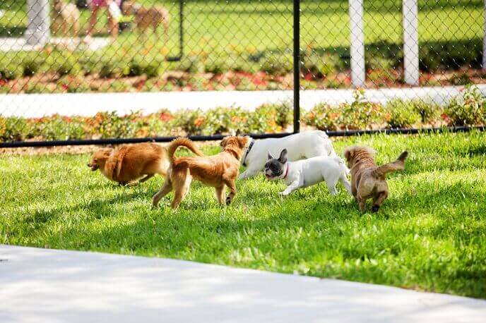 Everything you need to know before going to the dog park