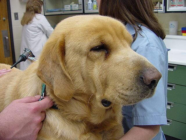 Labrador retriever with Hypothyroidism Tragic Face Expression, Example of Myxedema