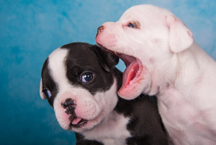 American Bullies puppies play biting and mouthin each other 