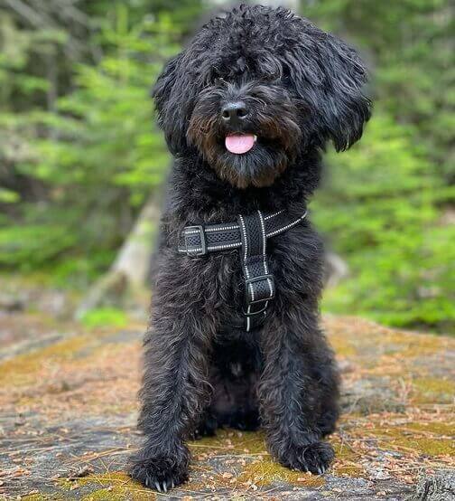 AffenPoo mixed breed of Affenpinscher and Poodle