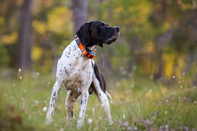 English pointer hunting wearing a GPS tracker outdoors