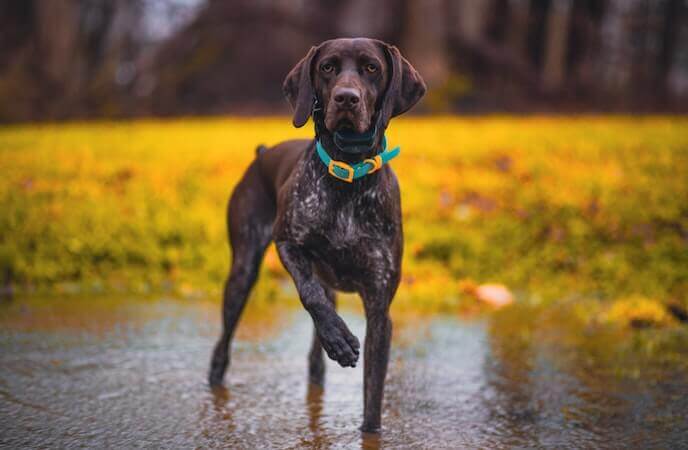 German Shorthaired Pointer Dog Breed Info