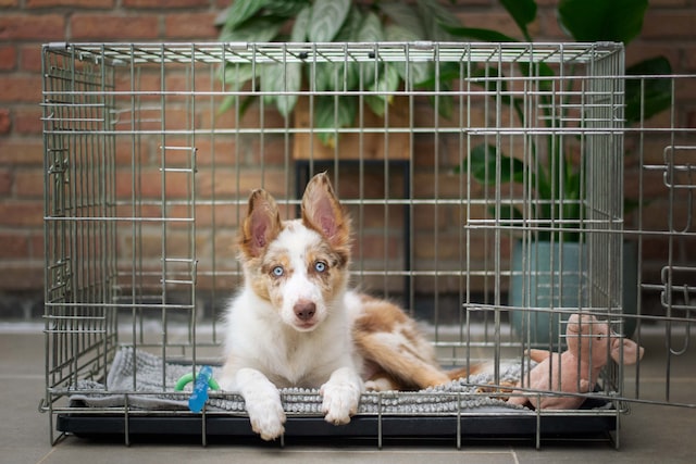 How To Crate Train a Rescue Dog