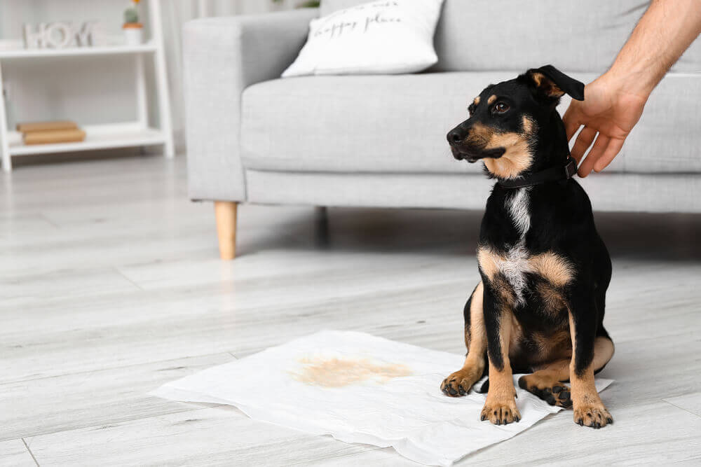 things you can do to keep dogs from peeing on furniture 