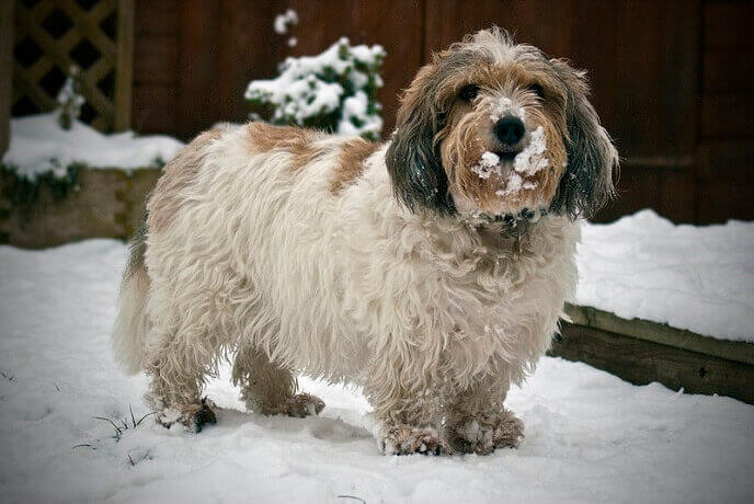 Petit Basset Griffon Vendeen dog having fun in the snow