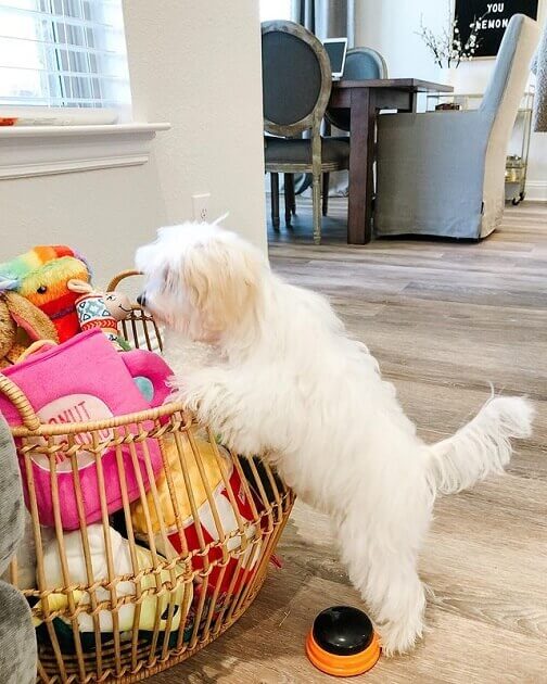 A wicker basket full of dog toys and a Sweet Doodle