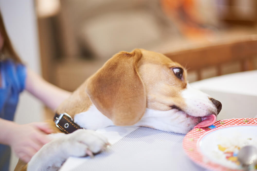Do not allow holiday guests to feed your dog from the table