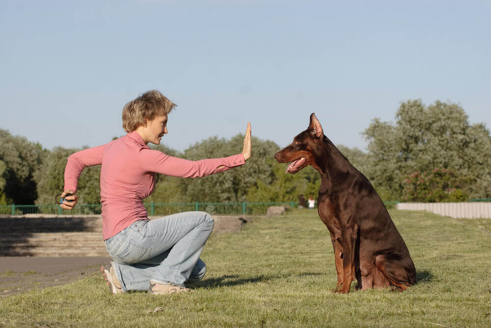 Teaching your dog essential obedience commands