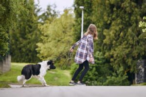 What To Do If Your Dog Refuses to Walk
