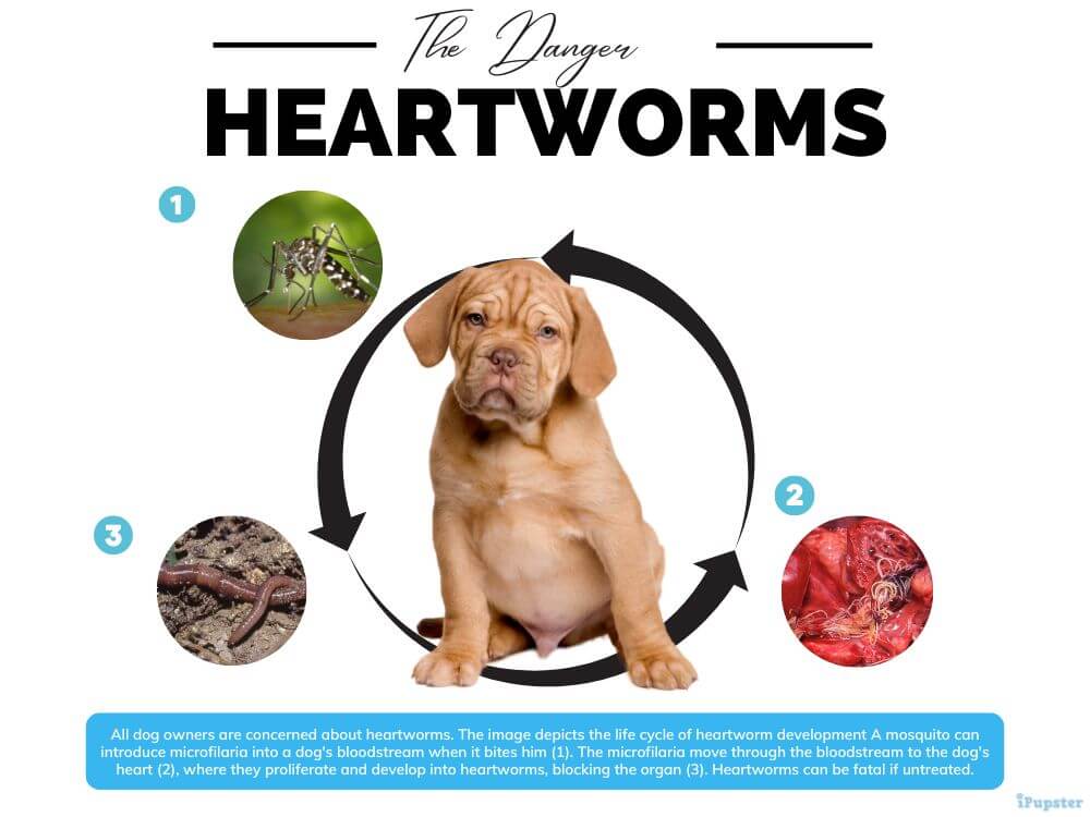 Heartworms are a concern for all dog owners. 